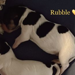 Rubble - Tri-color Cavachon puppy in Charlestown, Indiana from Nuni Pups