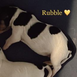 Rubble - Tri-color Cavachon puppy in Charlestown, Indiana from Nuni Pups