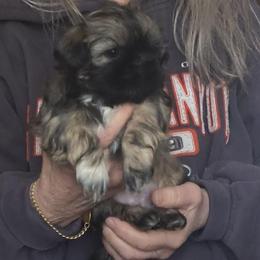 Mattie - Black and tan female Shih Tzu puppy in Stockton, Missouri from James and Denise's Shih Tzus