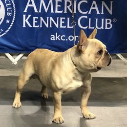 Butch - French Bulldog