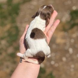 Broad Bill - Boy 2 - Dapple male Dachshund puppy in London, Kentucky from Steele Half Acre Homestead
