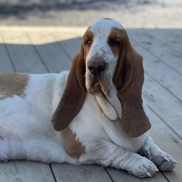 Sadie - Basset Hound