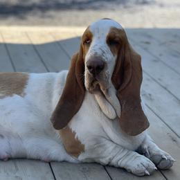 Sadie - Basset Hound