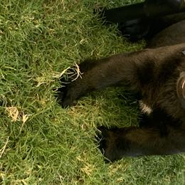 Labrador Retriever Puppies from Outlaws Labradors