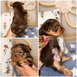 Truffle - Chocolate and tan male Yorkshire Terrier puppy in Cleveland, Tennessee from Moody’s Morkies and More