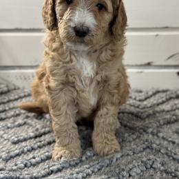 Double Doodle and Goldendoodle Puppies from Red White and Doodle