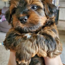 Havanese Puppies from Heaven Sent Havanese