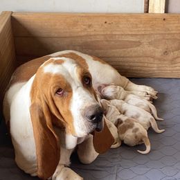 Basset Hound Puppies from Valley Bassets