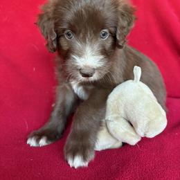 Rosy - Sable female Bordoodle puppy in New Oxford, Pennsylvania from The Weekend Farm