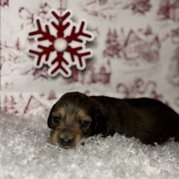 Red - Red male Dachshund puppy in Crestview, Florida from Neverending Dachies
