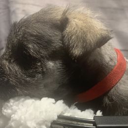 Boy 4 - Miniature Schnauzer puppy in Mountain Home, Idaho from Kissack Kennels