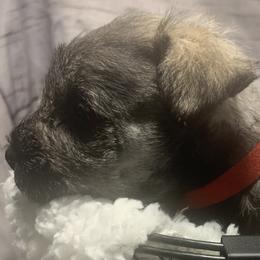 Boy 4 - Miniature Schnauzer puppy in Mountain Home, Idaho from Kissack Kennels