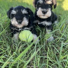 Miniature Schnauzer Puppies from Texas Schnauzers