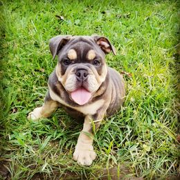 English Bulldog Puppies from Cuddabulz