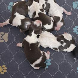 Orange - Liver white and roan male English Springer Spaniel puppy in Edinburg, Texas from M L Springers/ Texas Legacy Dachshunds