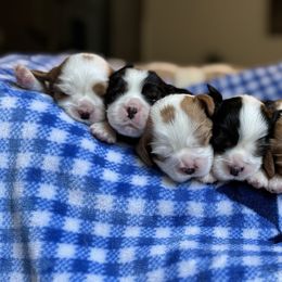 Cavalier King Charles Spaniels from Montpelier Cavaliers