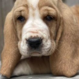 Basset Hounds and French Bulldogs from Melissa’s Adorable Bassets and Frenchies