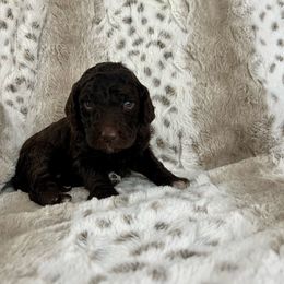 Green Puppy - Chocolate Labradoodle puppy in Kingman, Arizona from The Dood Ranch