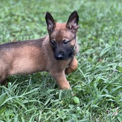 Belgian Malinois, German Shepherd, and Working Dog Cross Puppies from Laeknir K9