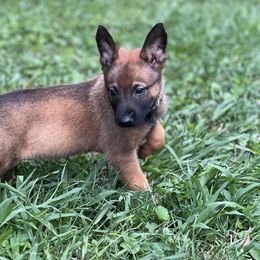 Belgian Malinois, German Shepherd, and Working Dog Cross Puppies from Laeknir K9