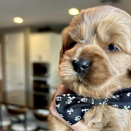 Micah - Red Cockapoo puppy in Roseville, California from Darby Park Doodles