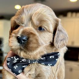 Micah - Red Cockapoo puppy in Roseville, California from Darby Park Doodles