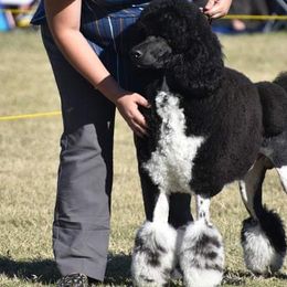 Poodles from Semper Poodelis