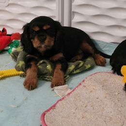 Cavalier King Charles Spaniel Puppies from Hope Cavaliers