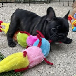 French Bulldog Puppies from Timeless French Bulldogs