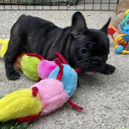 French Bulldog Puppies from Timeless French Bulldogs
