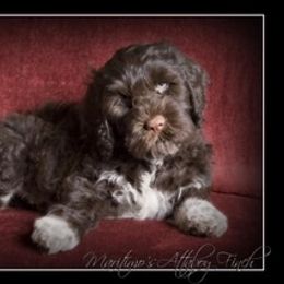 Portuguese Water Dog Puppies from Maritimo Portuguese Water Dogs