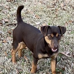 Kalli - American Hunt Terrier
