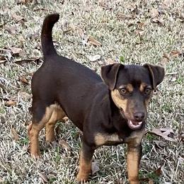 Kalli - American Hunt Terrier