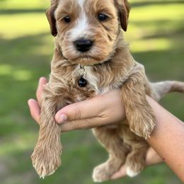 Sawyer - Apricot male Goldendoodle puppy in Arcadia, Florida from KnuDawn Goldendoodles and Cavapoos