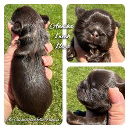 Annika - Chocolate female Shih Tzu puppy in Maize, Kansas from Air Capital Shih Tzu Puppies