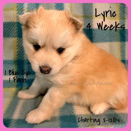 Lyric - Red and white female Pomsky puppy in Marshall, Minnesota from Miles of Smiles Pomskies