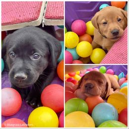 Labrador Retriever Puppies from Bluegrass Labradors