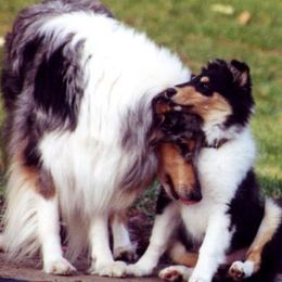 Collies from Tir Na N’ Og Collies
