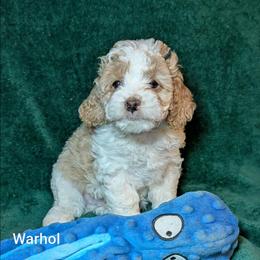 Warhol - Red and white male Cockapoo puppy in Sunset, Louisiana from Cano Cockapoos