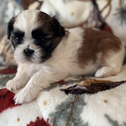 Reba - Tricolor female Shih Tzu puppy in Outlook, Washington from Porter Kennels
