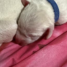 Wallie - White and black male Dalmatian puppy in Hastings, Florida from Love My Spotty Dalmatians