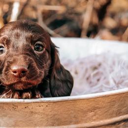 Girl 2 - Chocolate female Dachshund puppy in Cleveland, Alabama from Doxieland Delight
