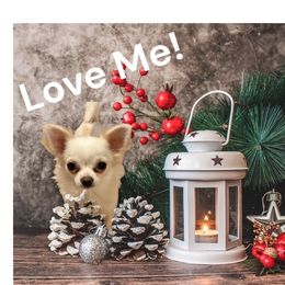 Chihuahua Puppies from Cranbrook Kennels