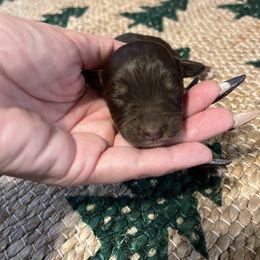 Nutmeg - Red phantom female Aussiedoodle puppy in Yellville, Arkansas from Ozark Mountain Doodles & Pugs