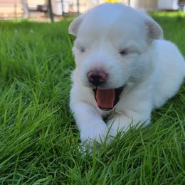 Pomsky Puppies from SoCal Pomskies LLC