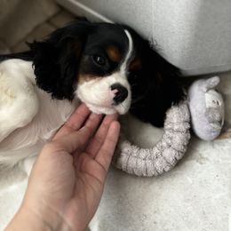 Unicorn Amalthea - Cavalier King Charles Spaniel