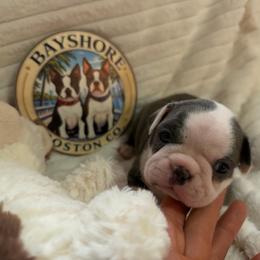 Ellie - Blue female Boston Terrier puppy in Tampa, Florida from Bayshore Boston Terrier’s