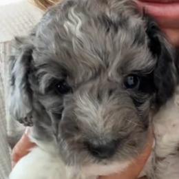 Merle Parti Female - Merle female Goldendoodle puppy in Clarksville, Tennessee from Tennessee Goldendoodles, since 2014