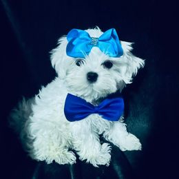 Maltese puppies from Lydia's Maltese and Yorkshire Terriers