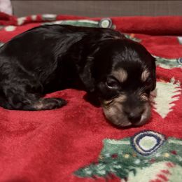 Puppy 2 - Black and cream male Dachshund puppy in Martinsville, Virginia from Rea's Doxies